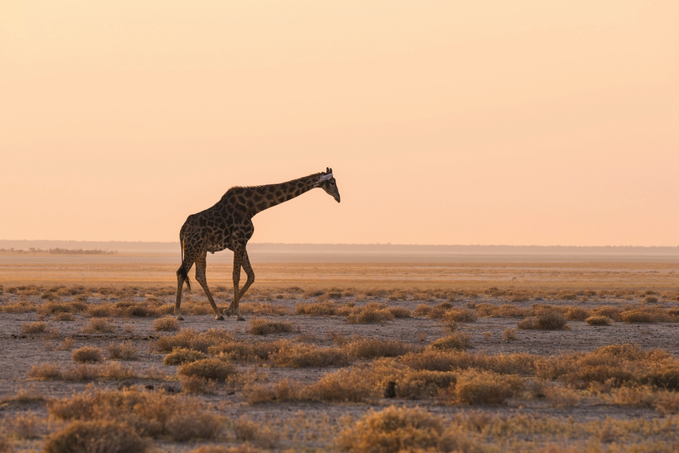 Girafe au coucher du soleil dans le parc national d'Etosha