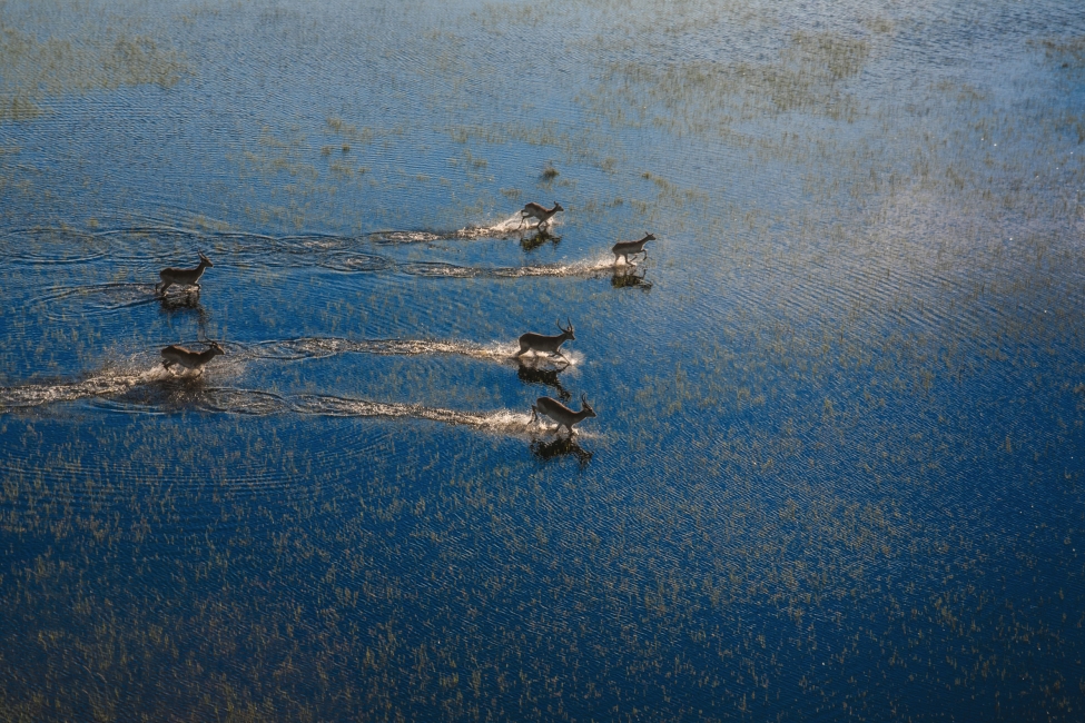 Antilopes dans la réserve de Moremi, delta de l'Okavango