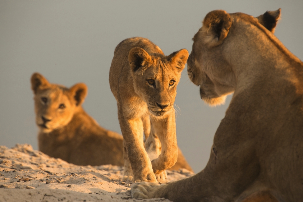 Troupe de lions dans le parc national de Chobe