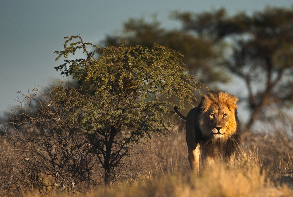 Lion dans les pans de Makgadikgadi et Nxai