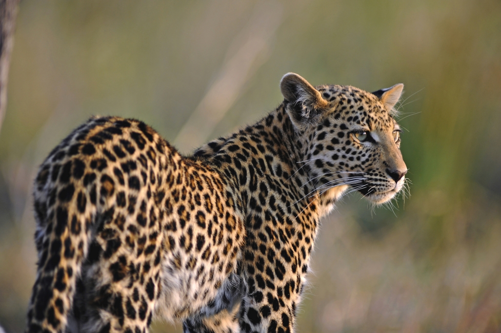 Léopard dans le delta de l'Okavango