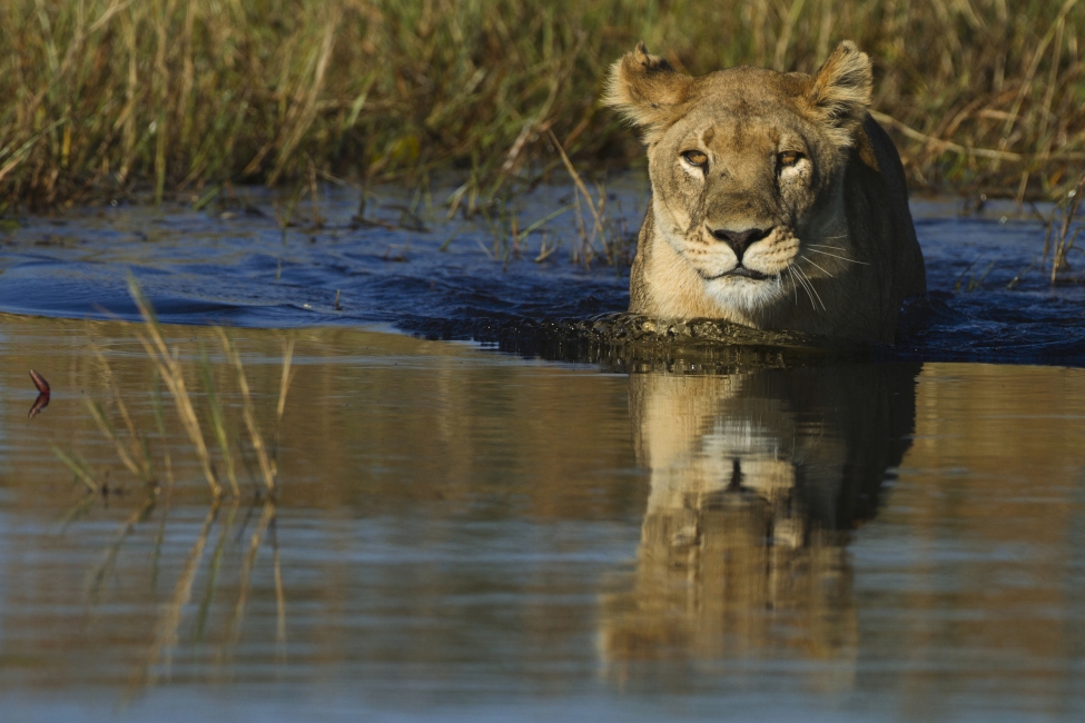 Lion dans l'eau, delta de l'Okavango