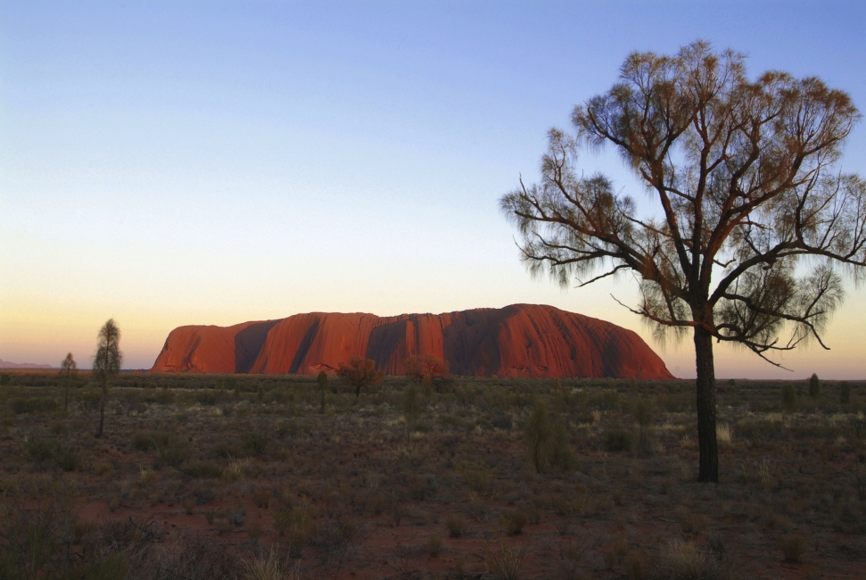 Uluru (Ayers Rock) et un arbre