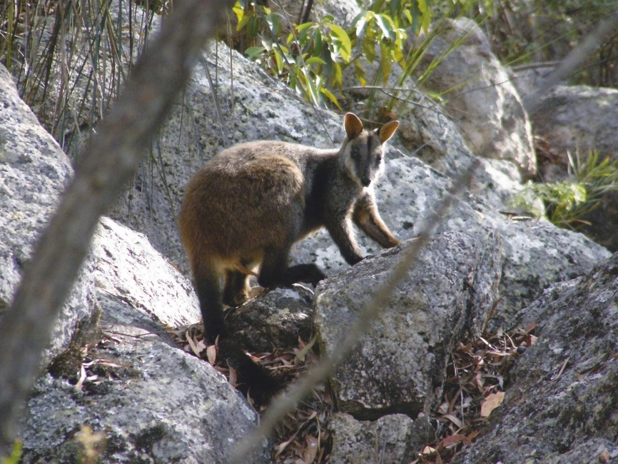 Wallaby sur le Scenic Rim Trail