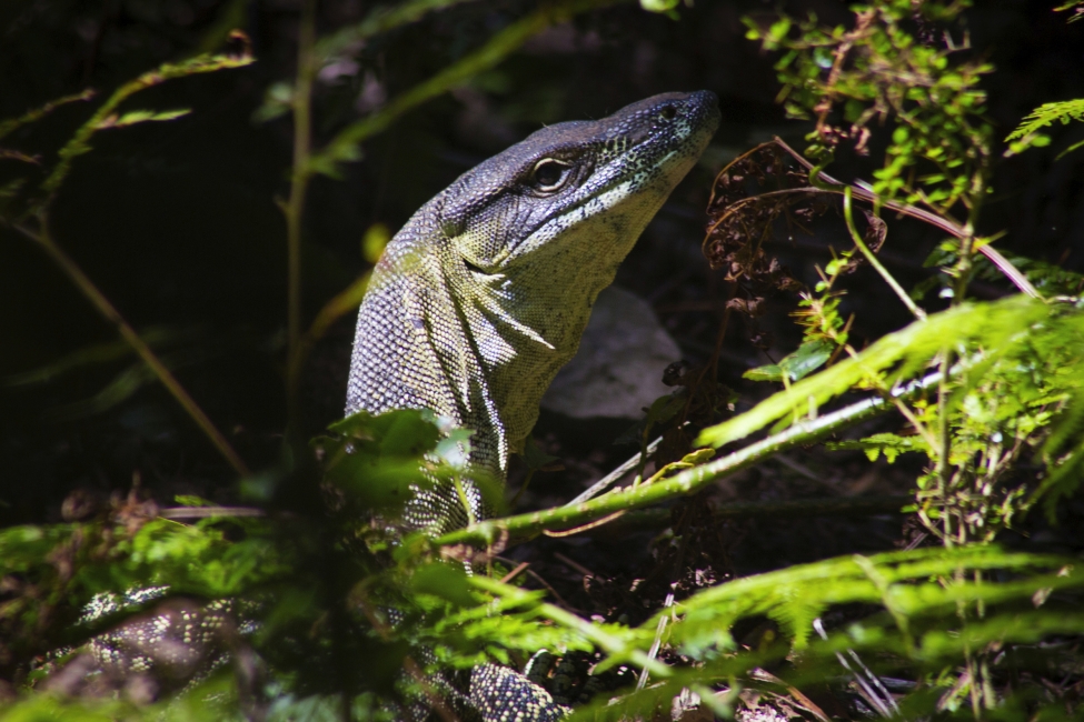 Varan sur le Scenic Rim Trail