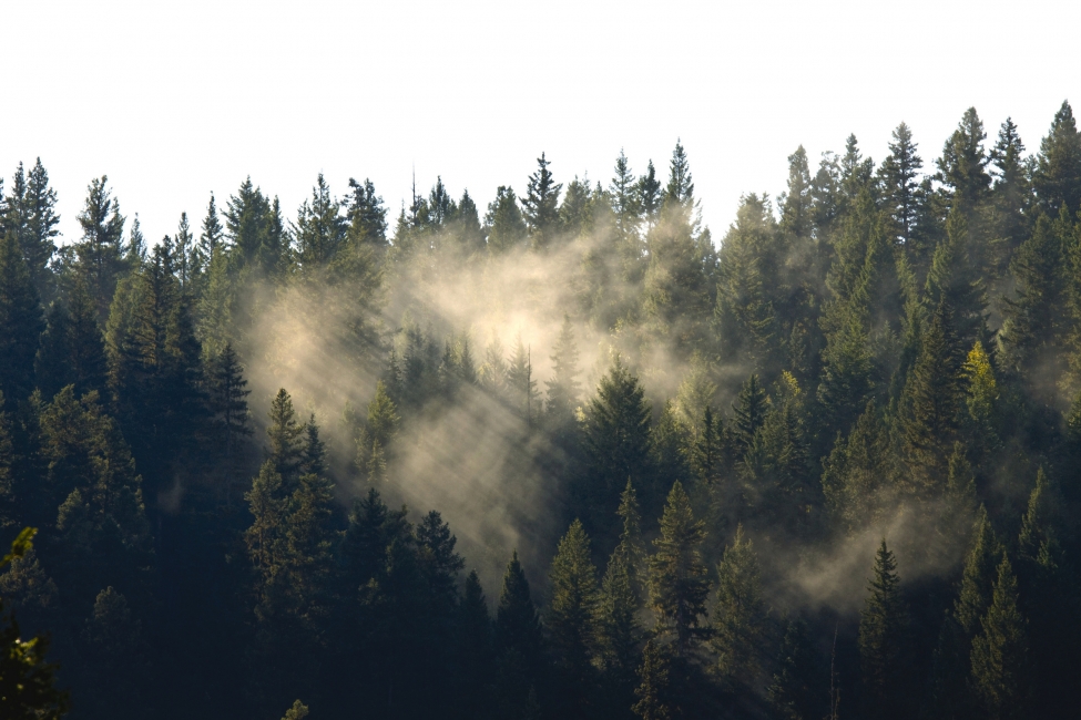 Brume sur la forêt près de Prince George, Colombie-Britannique