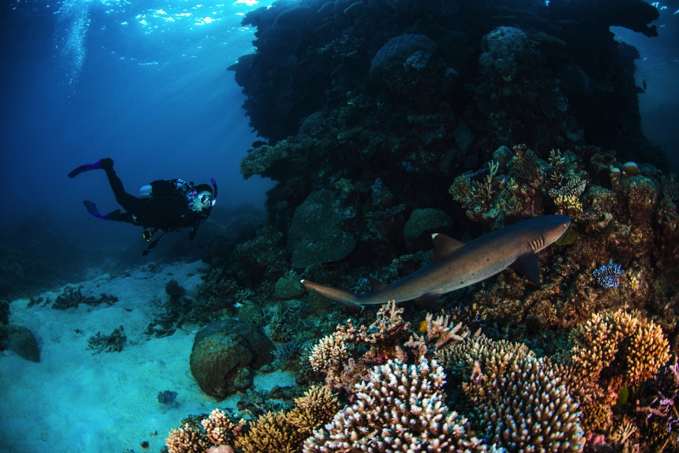 Plongeur et requin, Grande Barrière de corail