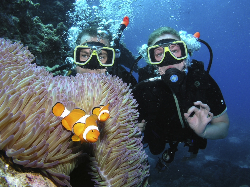 Plongeur, corail et poissons jaunes, Grande Barrière de corail