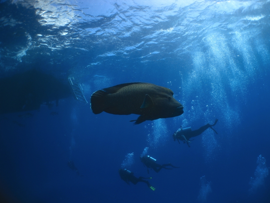 Monde sous-marin de la Grande Barrière de corail