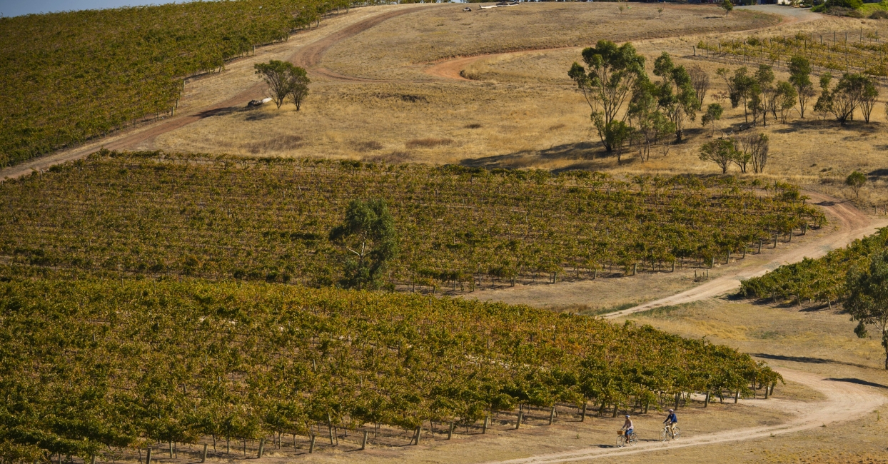 Cyclistes près d'un vignoble dans la Clare Valley