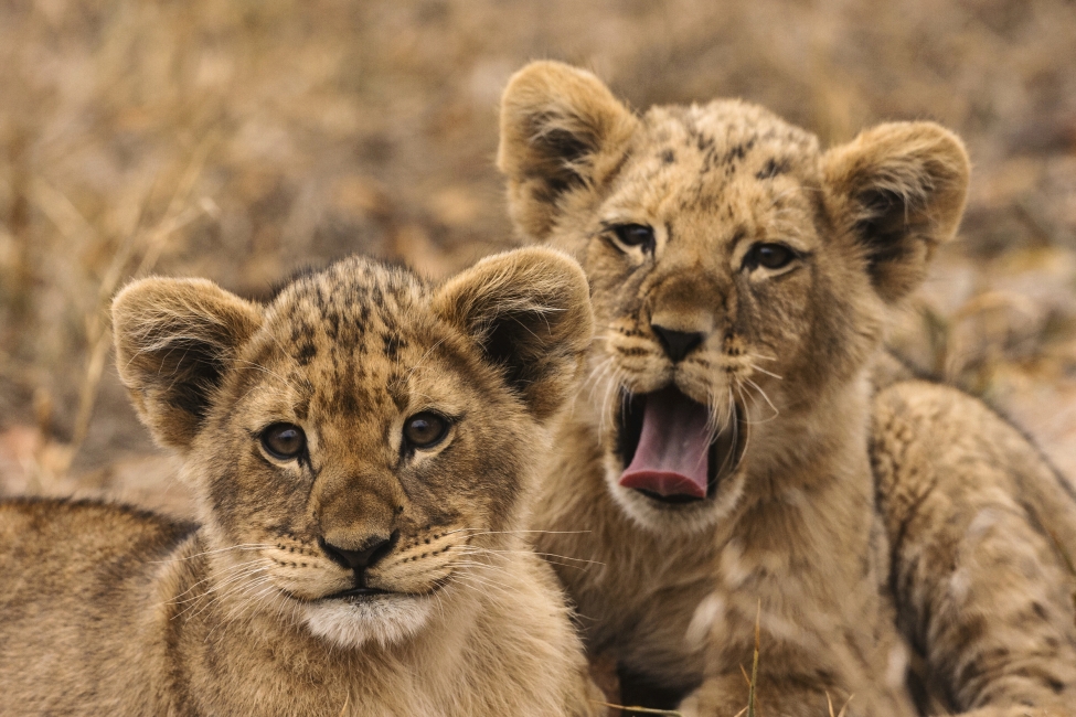 Lionceaux dans le parc national Kruger