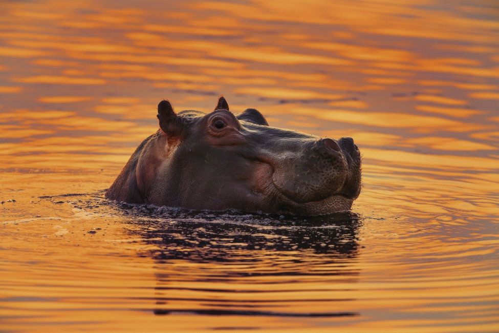 Hippopotame en Afrique du Sud