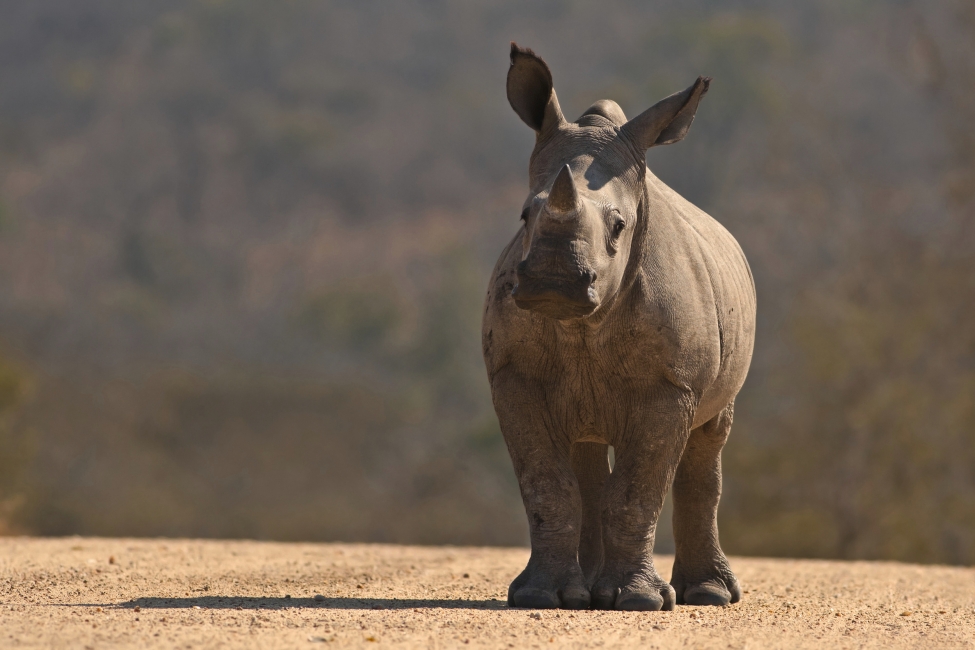 Jeune rhinocéros dans le parc national Kruger