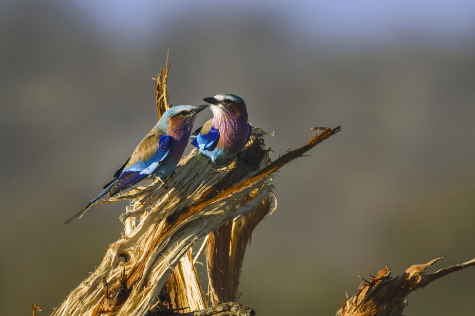 Oiseau coloré dans le parc national Kruger