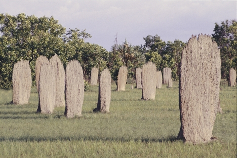Termitières magnétiques dans le parc national de Litchfield