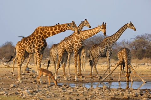 Girafes au point d'eau dans le parc national d'Etosha