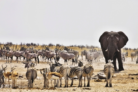 Animaux au point d'eau dans le parc national d'Etosha