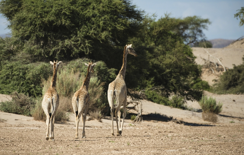 Jeunes girafes en Namibie
