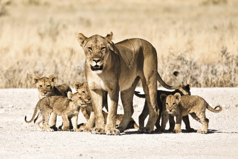 Famille de lions en Namibie
