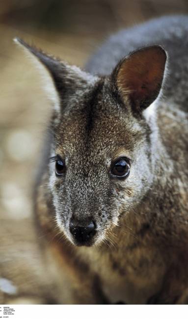 Kangourou sur Kangaroo Island