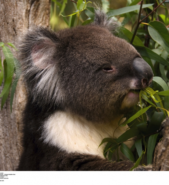 Koala en gros plan