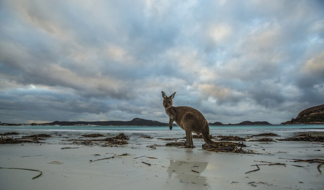 Kangourou à Lucky Bay, parc national du Cap Le Grand