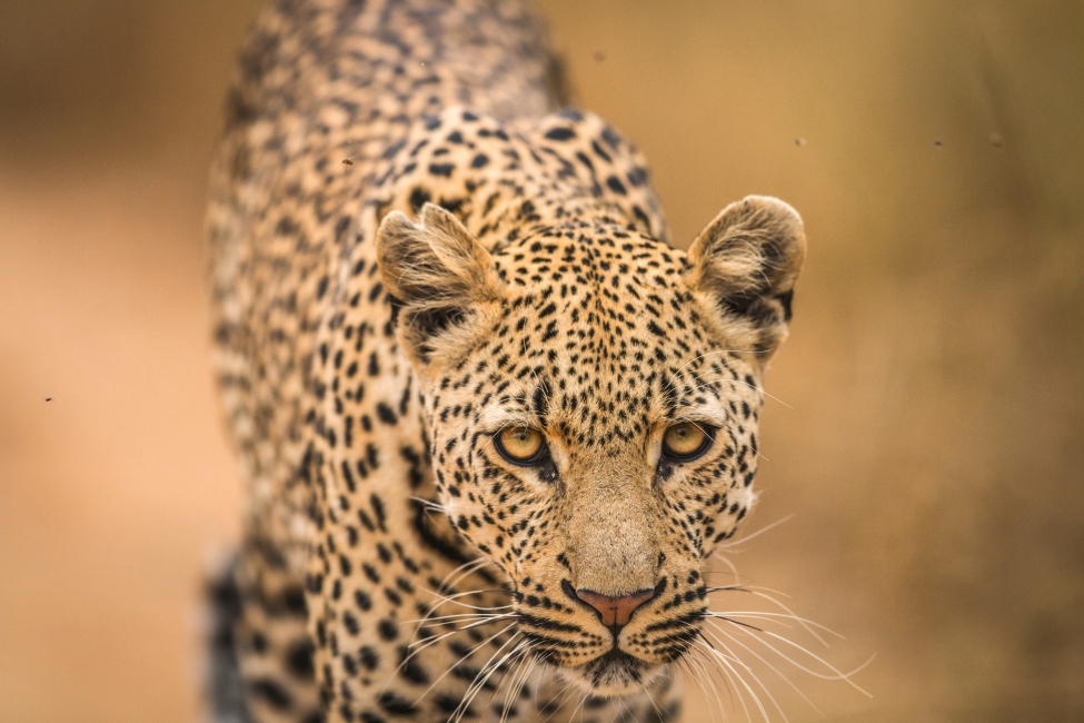 Léopard dans le parc national Kruger