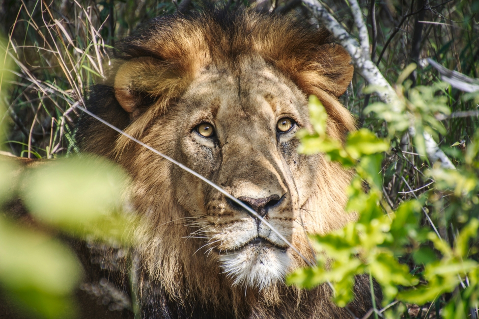 Lion dans le parc national Kruger