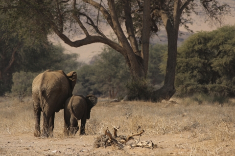 Éléphants du désert dans le Damaraland