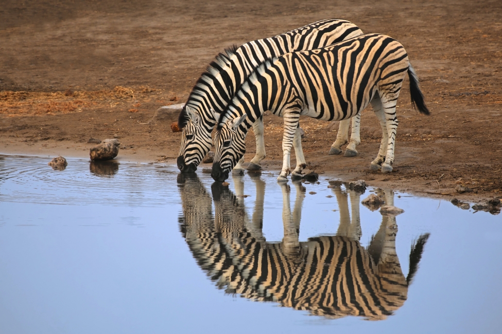 Zèbres au point d'eau dans le parc national d'Etosha
