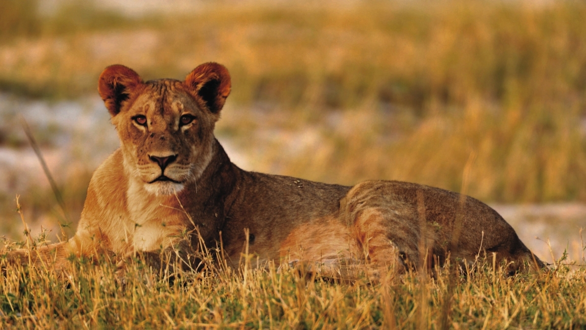 Lion dans l'herbe, Namibie