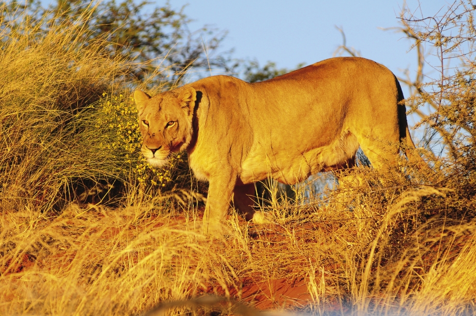 Lion en Namibie