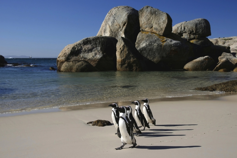 Manchots à Boulders Beach près du Cap
