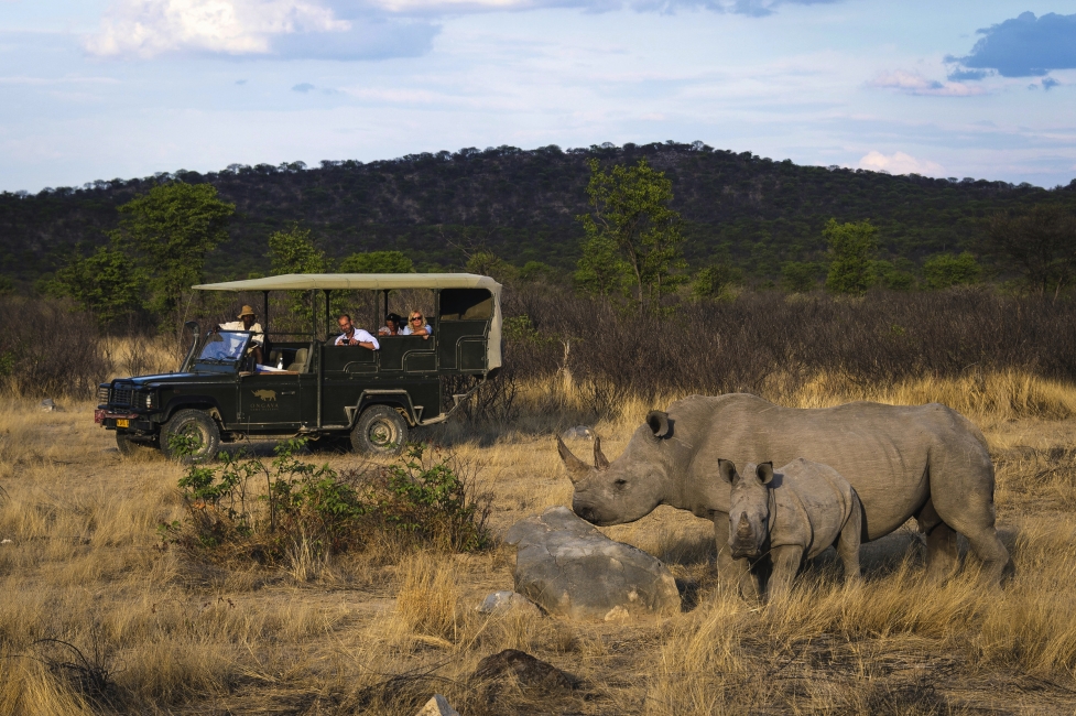 Véhicule de safari et rhinocéros