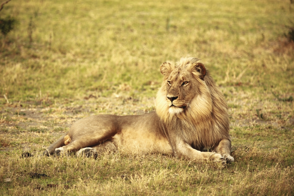 Lion près de Johannesburg