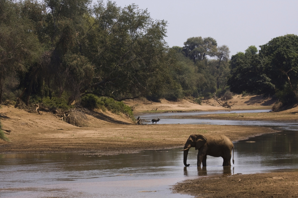 Éléphant au bord d'une rivière dans le parc national Kruger