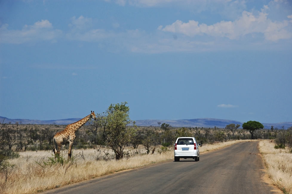 Girafe au bord de la route dans le parc national Kruger