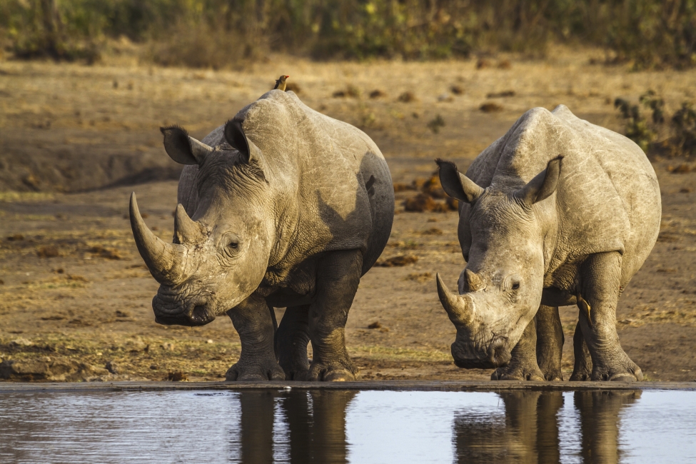 Rhinocéros en train de boire dans le parc national Kruger