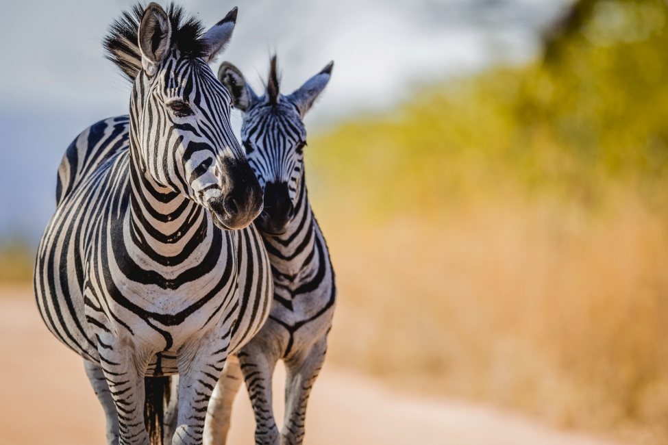 Zèbres dans le parc national Kruger