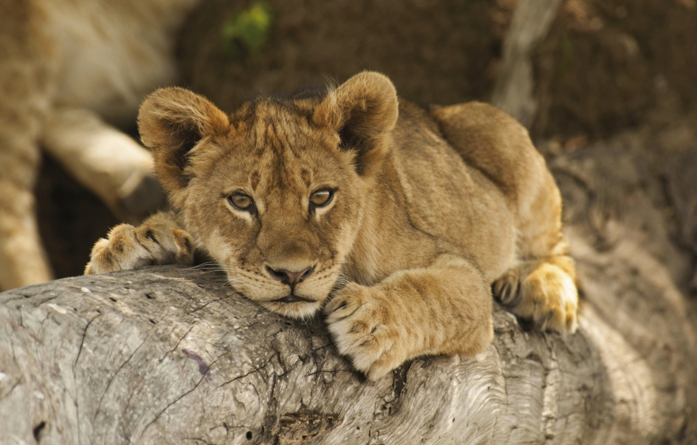 Lionceau sur un tronc d'arbre