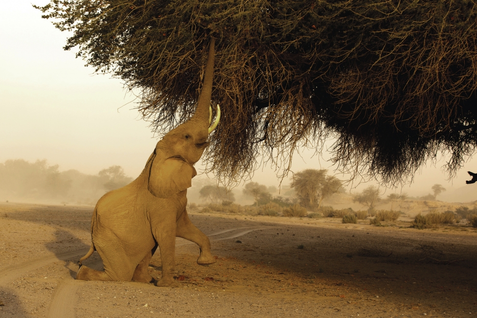 Éléphant en Namibie