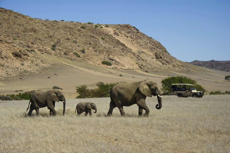 Éléphant en Namibie