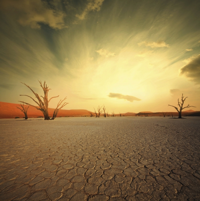 Dead Vlei près de Sossusvlei