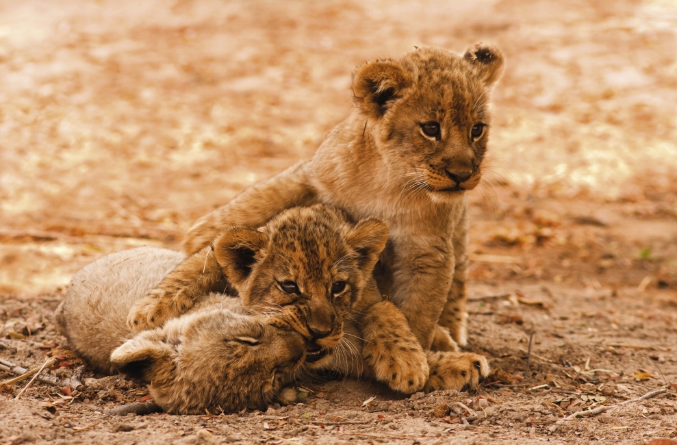 Lionceaux qui jouent en Namibie
