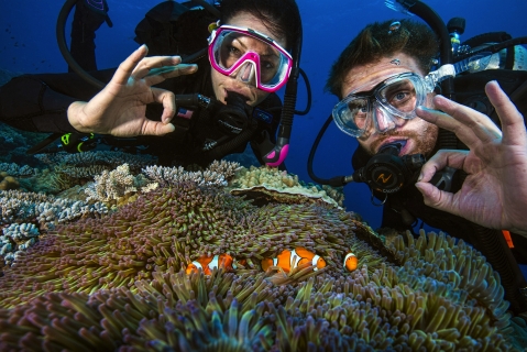 Plongeur et poisson-clown, Grande Barrière de corail