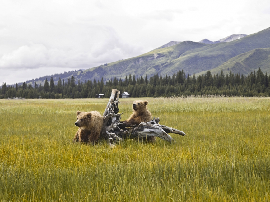 Deux ours qui jouent dans le parc national Denali