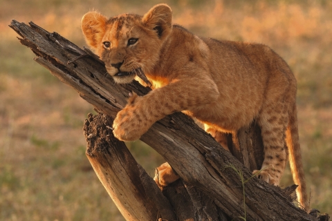 Family Safari – Maun