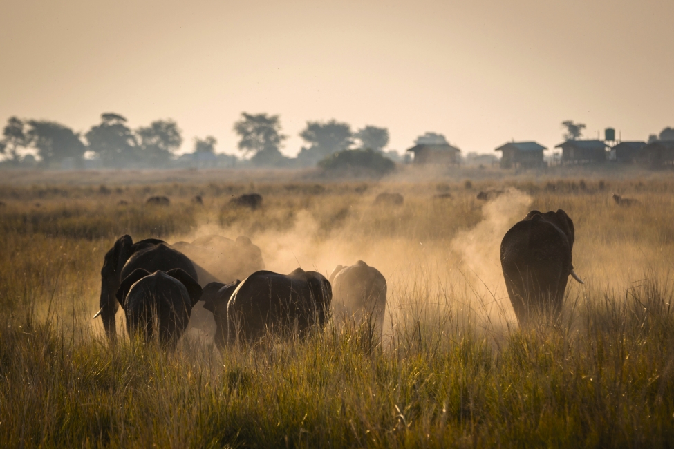 Éléphants dans le parc national de Chobe