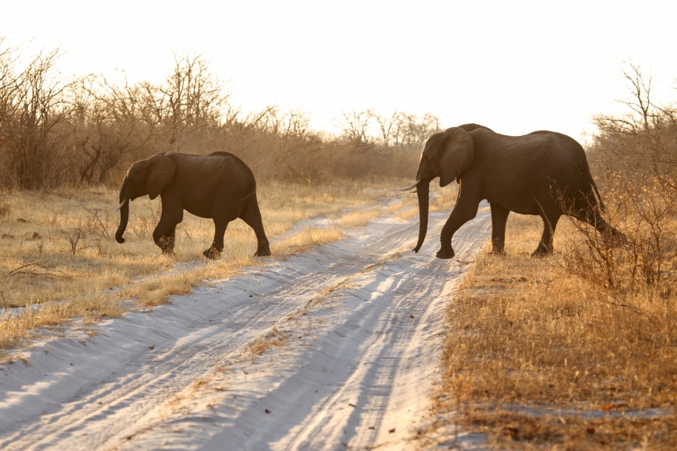 Éléphants sur la route dans le parc national de Chobe