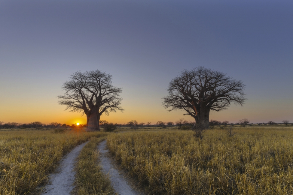 Lever de soleil sur les pans de Makgadikgadi et Nxai
